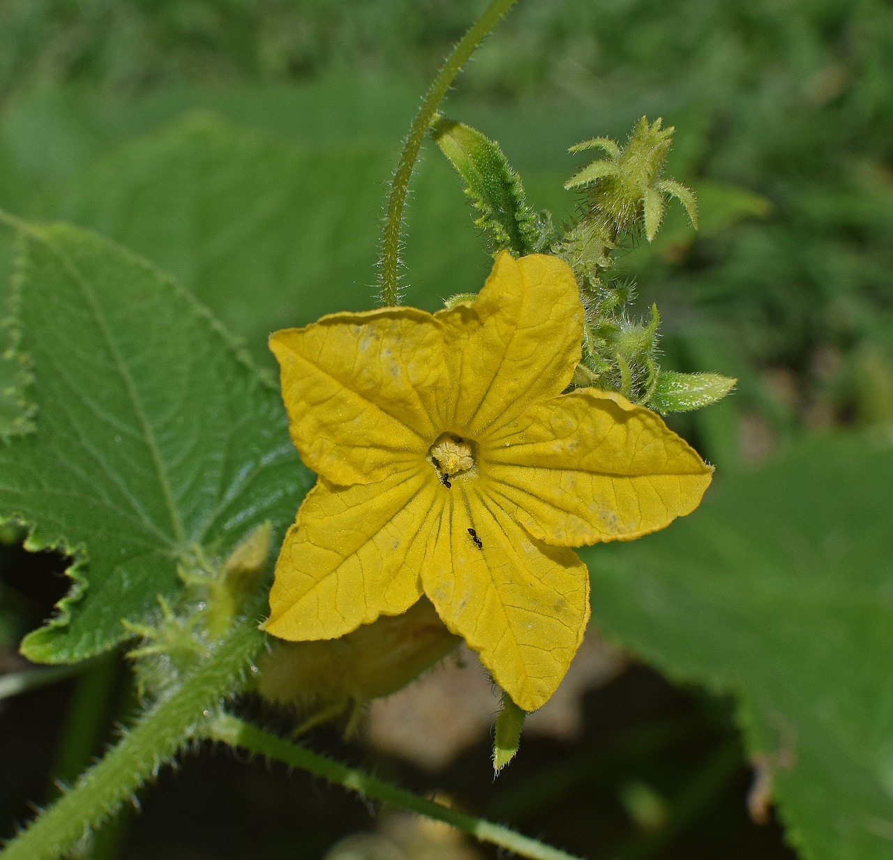 cucumber blossom flower blossom free photo