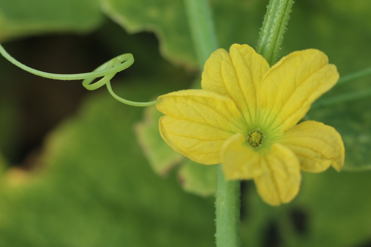 cucumber flower  yellow  curve free photo