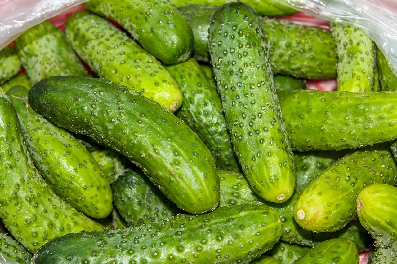 cucumbers food healthy free photo