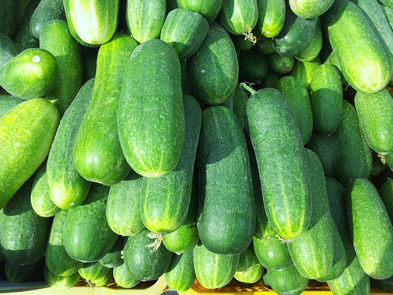 cucumbers food frisch free photo