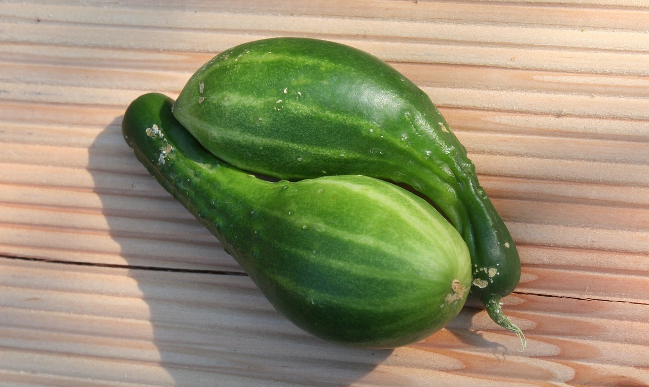 cucumbers pair vegetables free photo