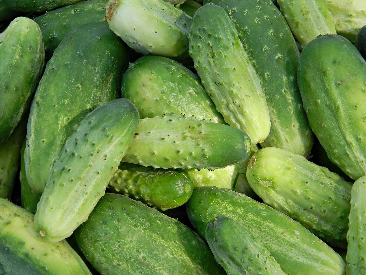 cucumbers garden green free photo