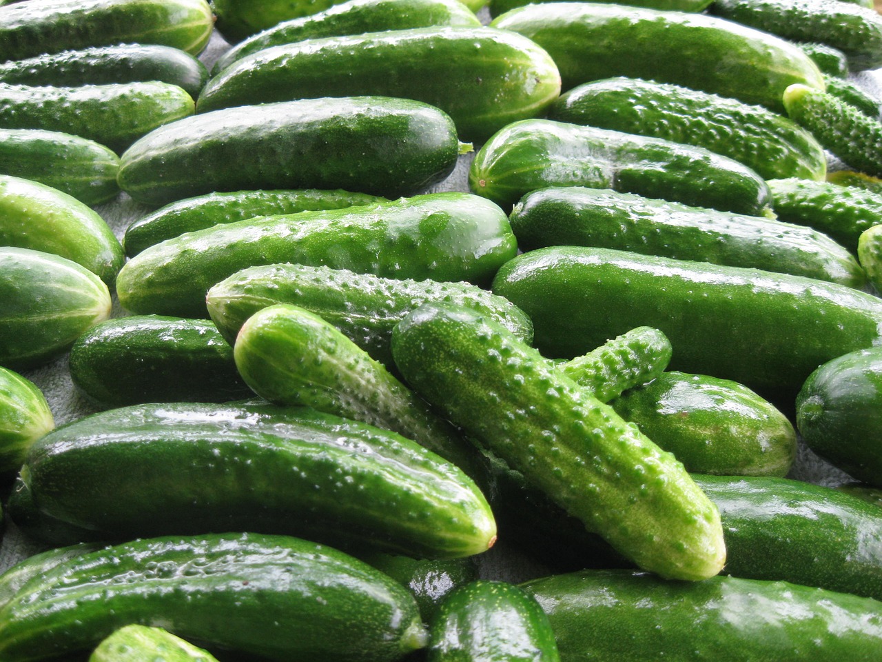 cucumbers summer why free photo