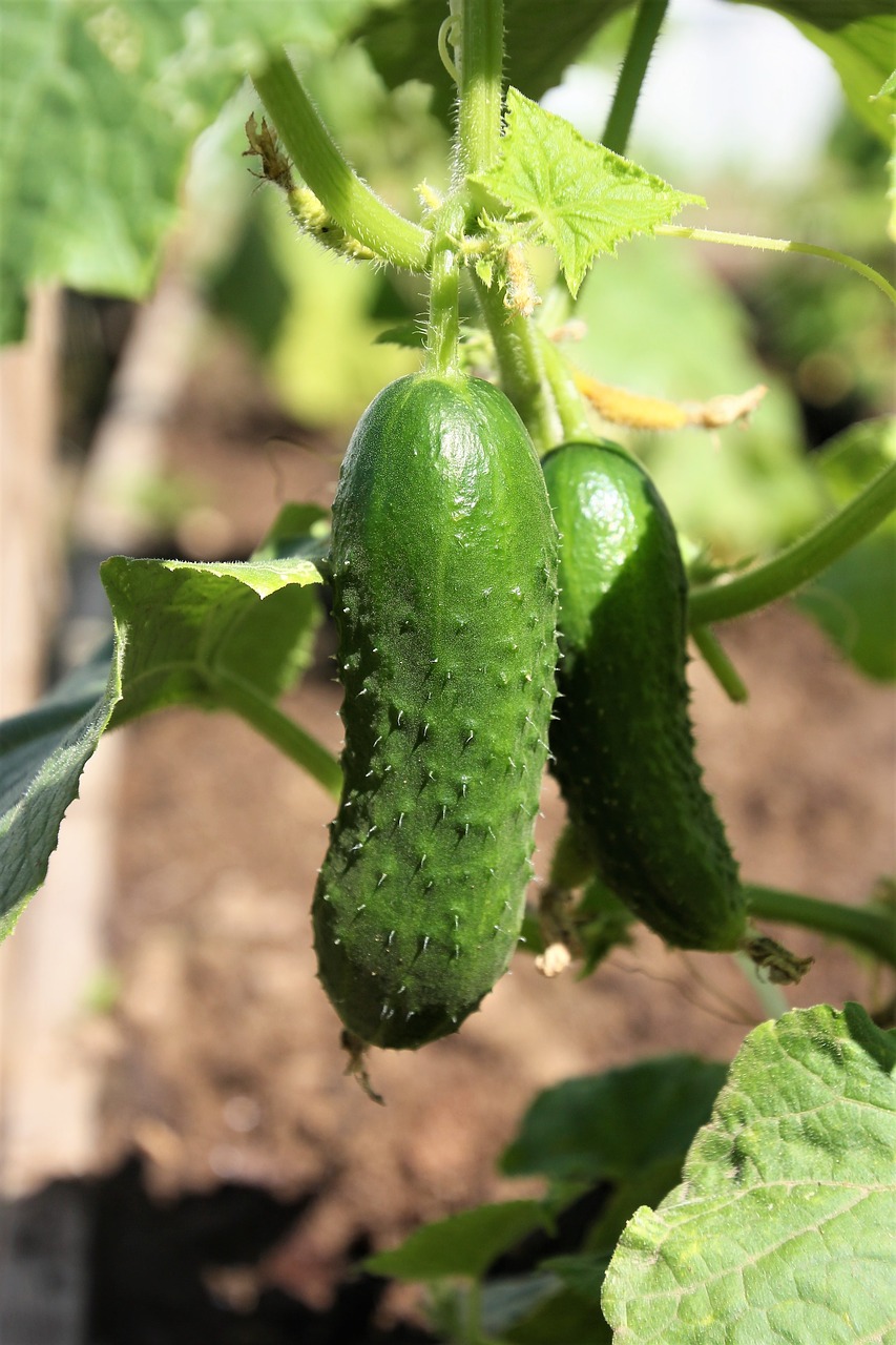 cucumbers cucumber green free photo