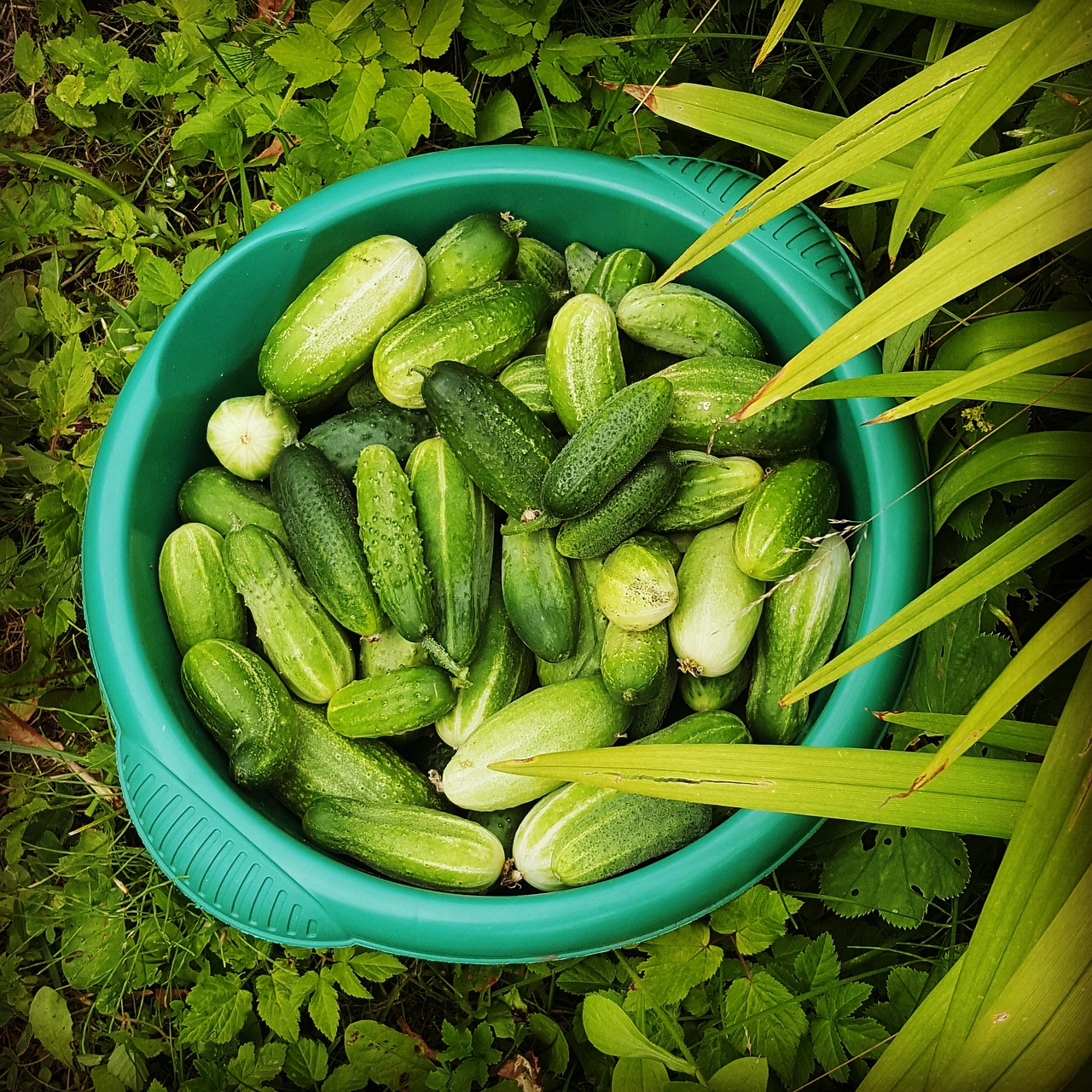cucumbers green summer free photo