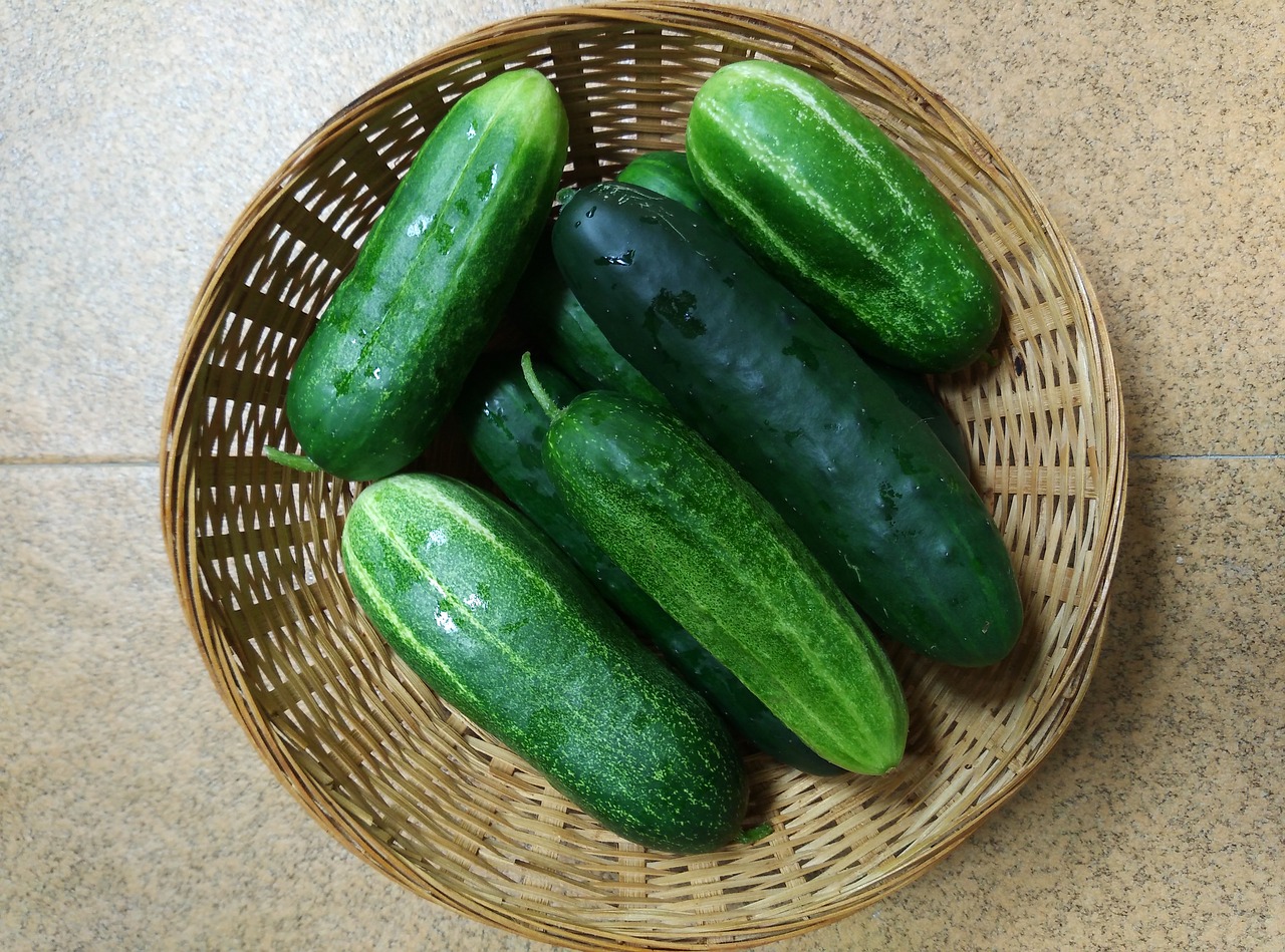 cucumbers orchard vegetables free photo