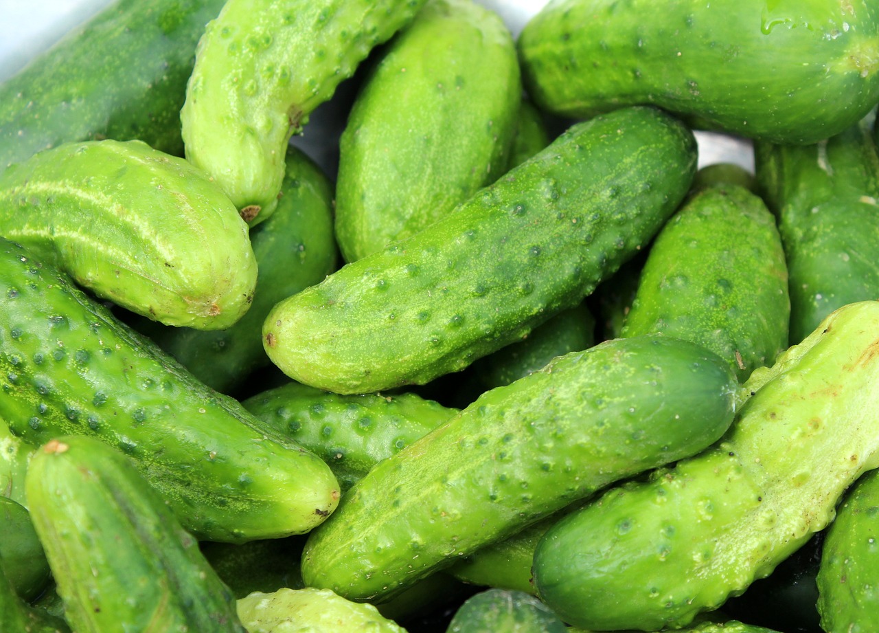 cucumbers  season  a vegetable free photo