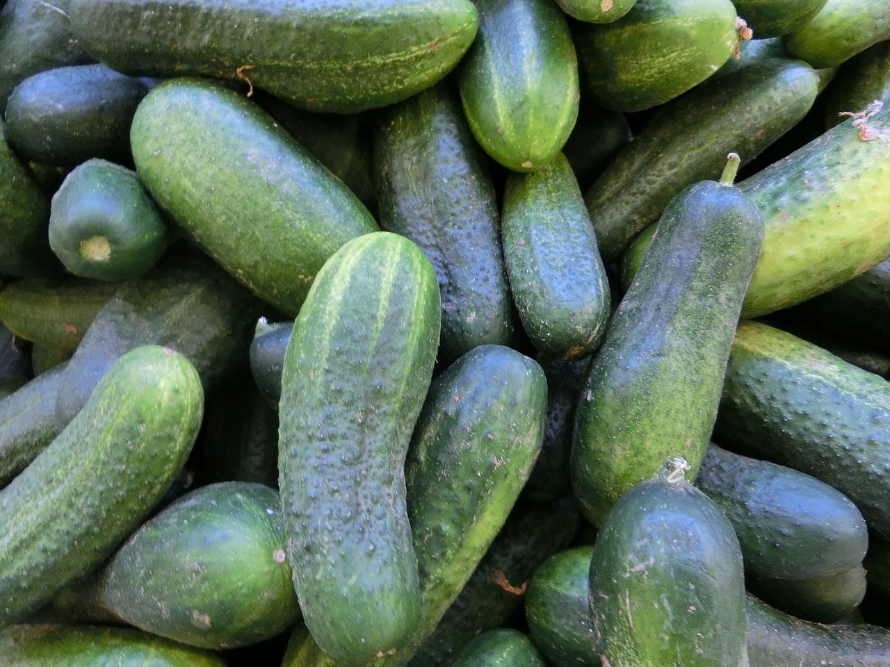cucumbers vegetables healthy free photo