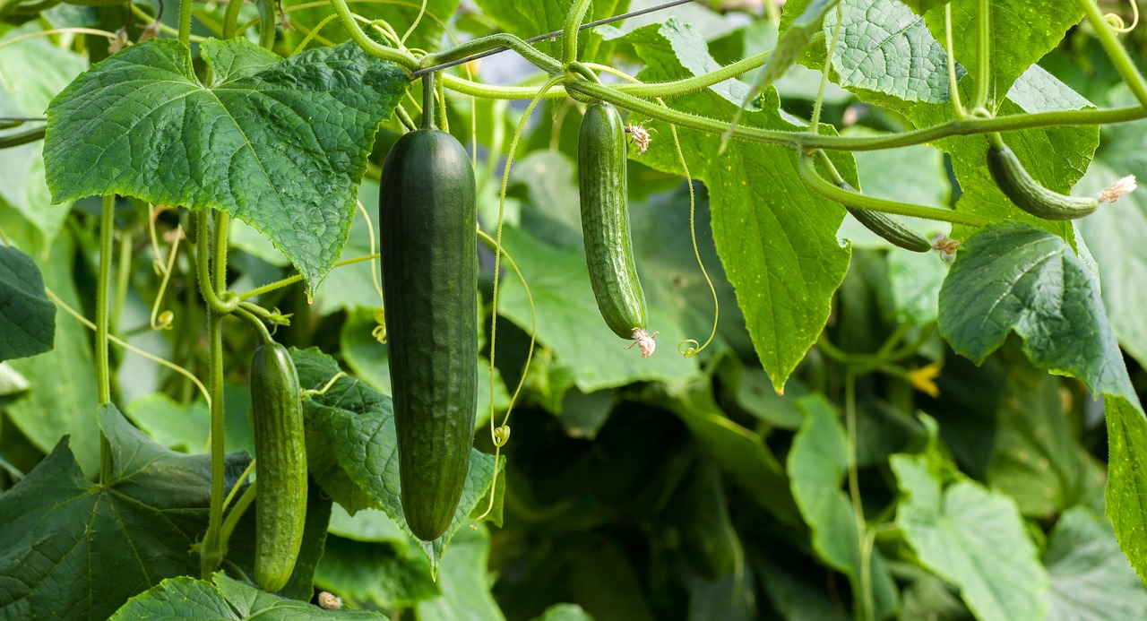 cucumbers  green  cucumber free photo