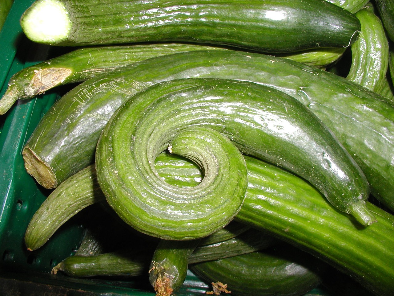 cucumbers snake cucumber green free photo