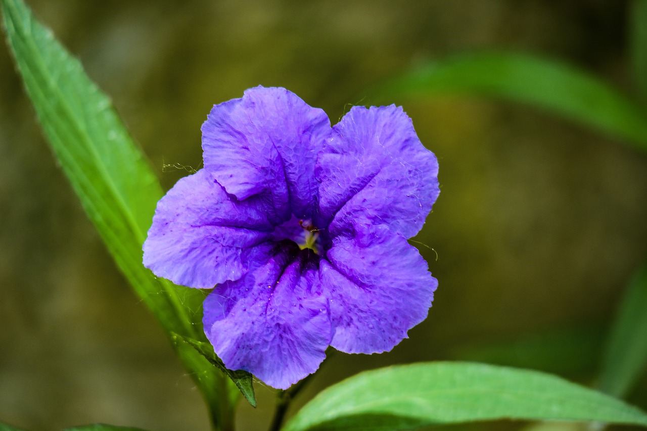 cui lu li  hong kong  plant free photo