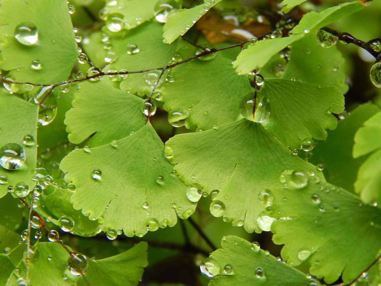culantrillo fern wet free photo