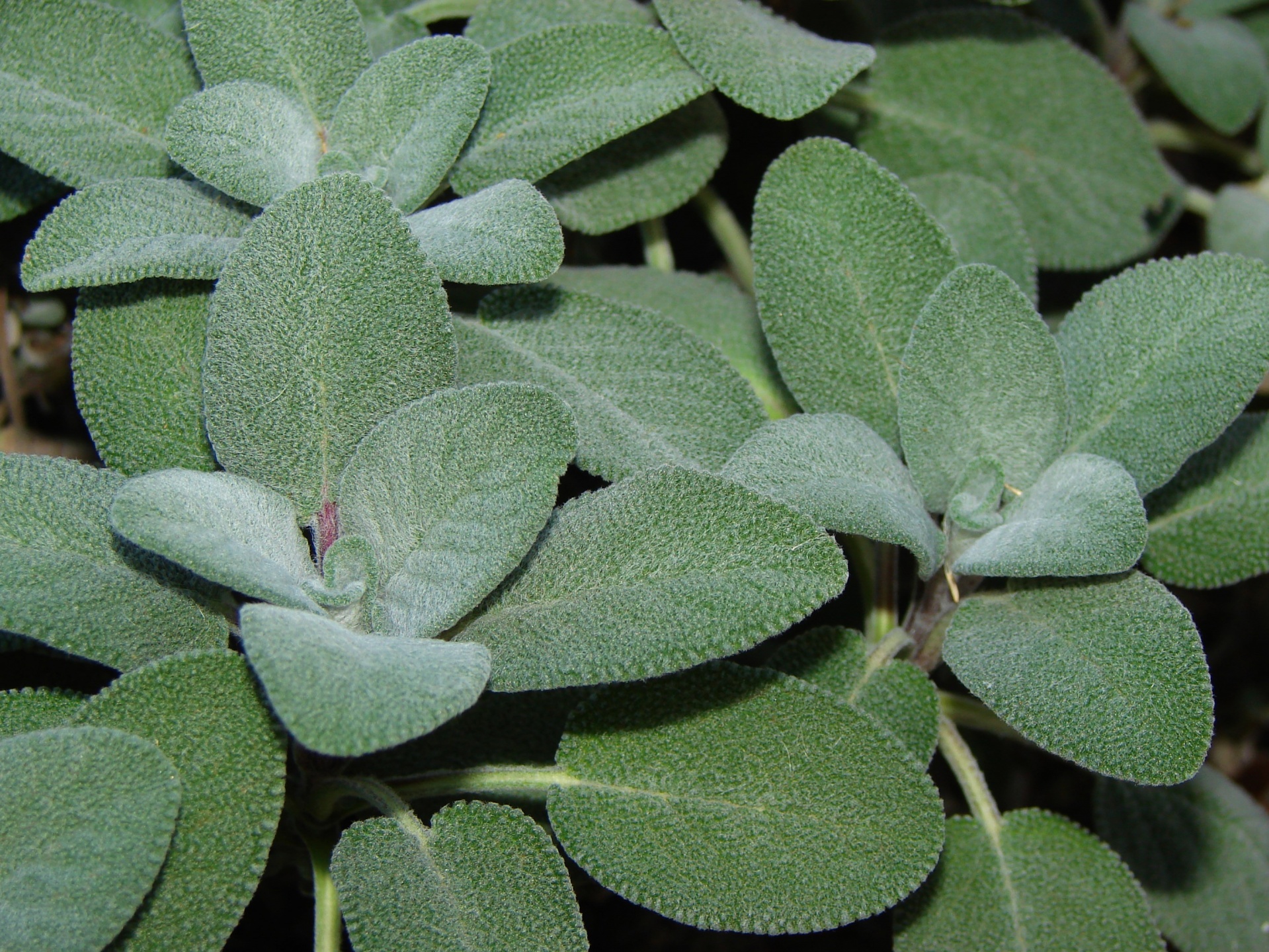 sage culinary sage salvia officinalis free photo