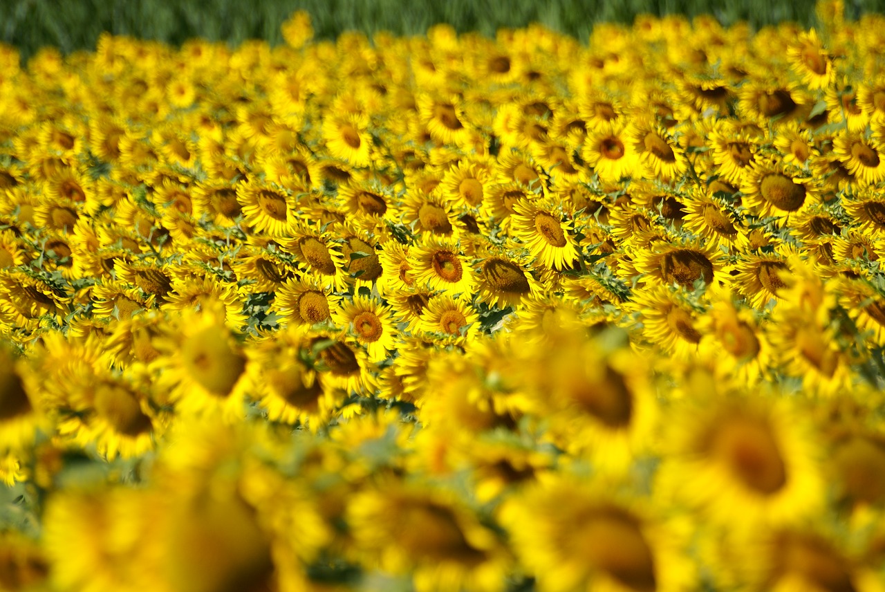 cultivation sunflowers tuscany free photo