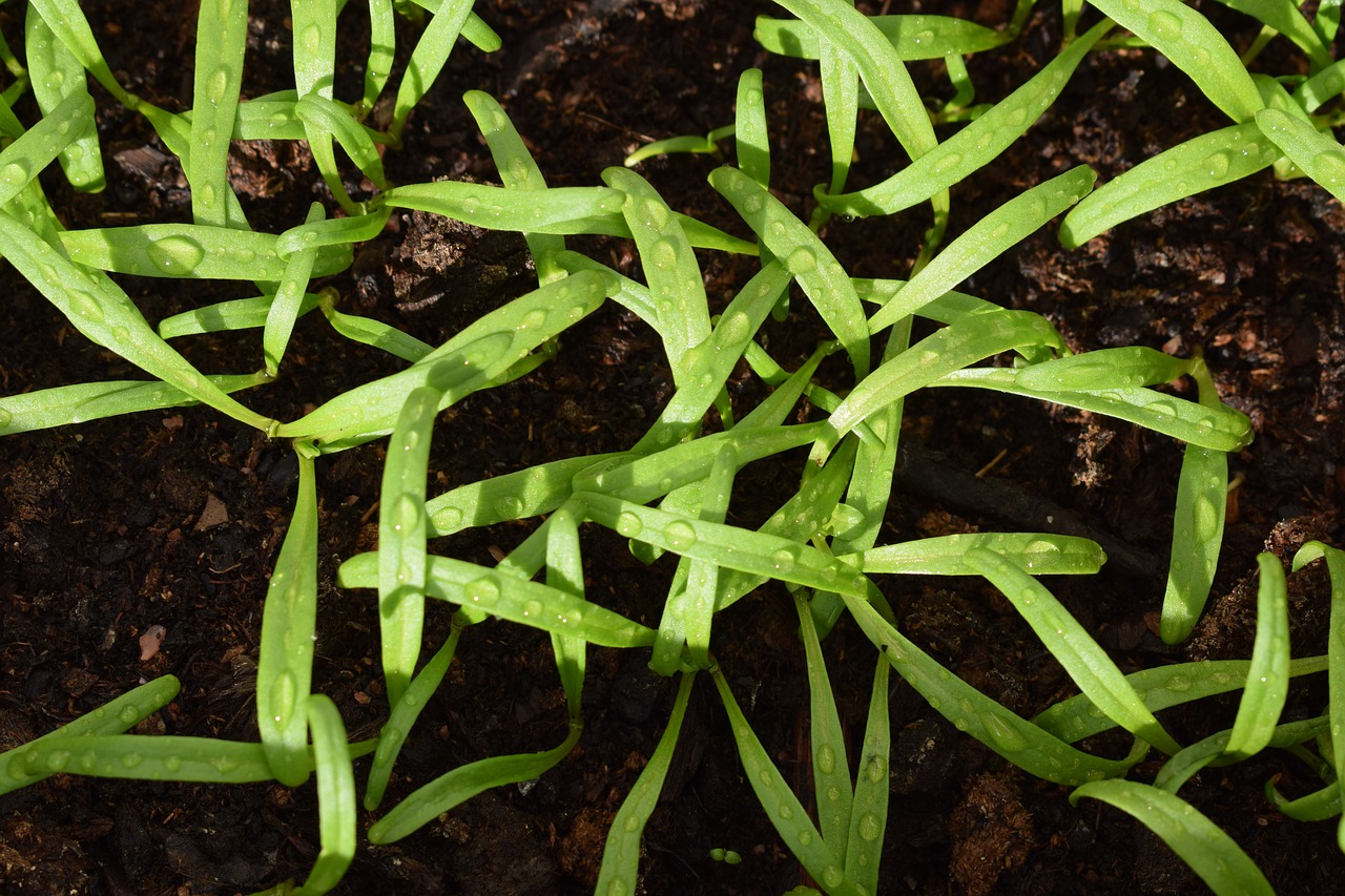 cultivation spinach seed free photo