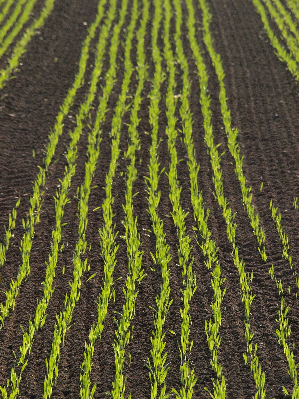 cultivation field corn free photo