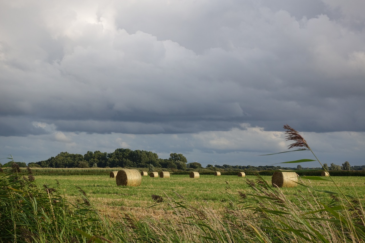 cultural landscape hay bales grass free photo