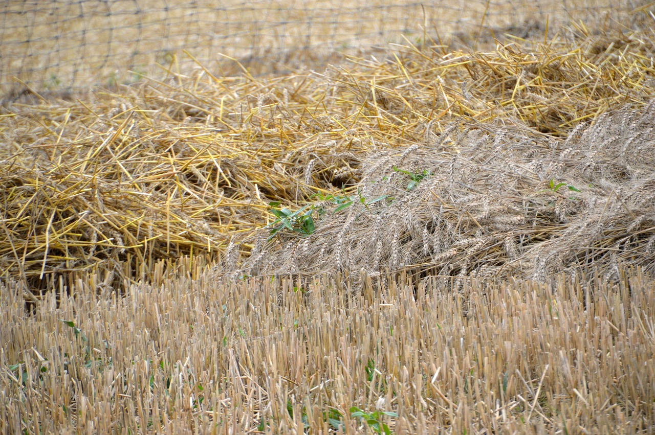 culture  wheat  oats free photo