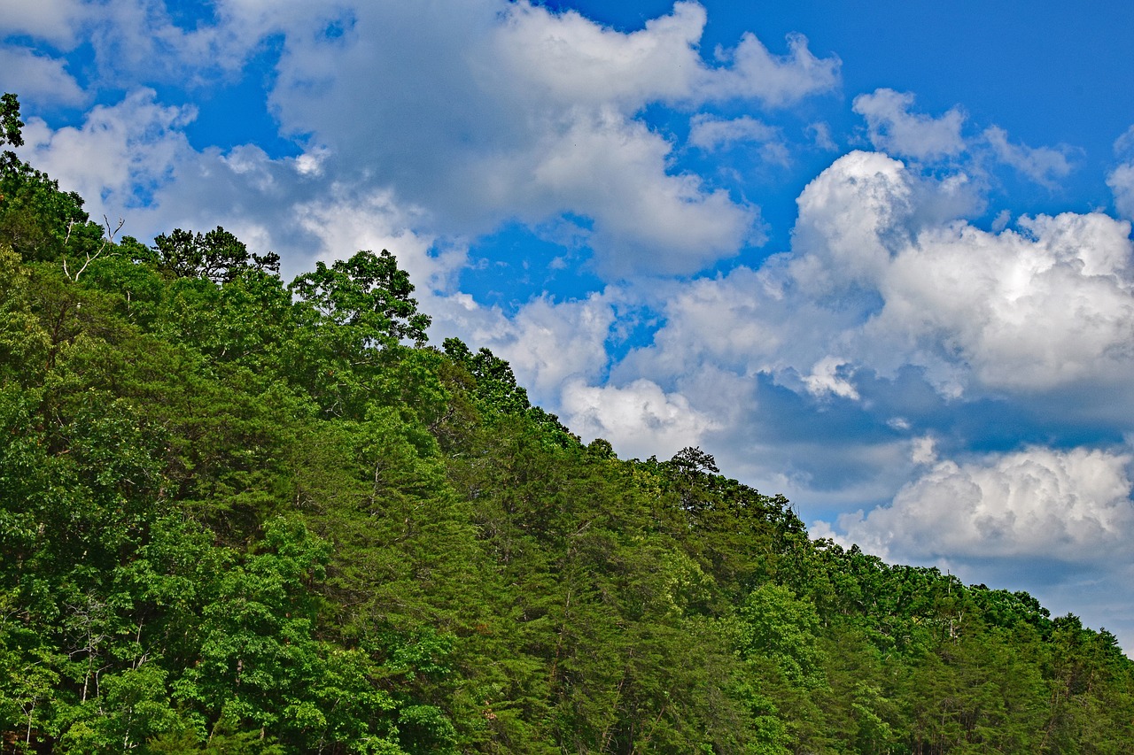 cumulus clouds over the trees tennessee usa free photo