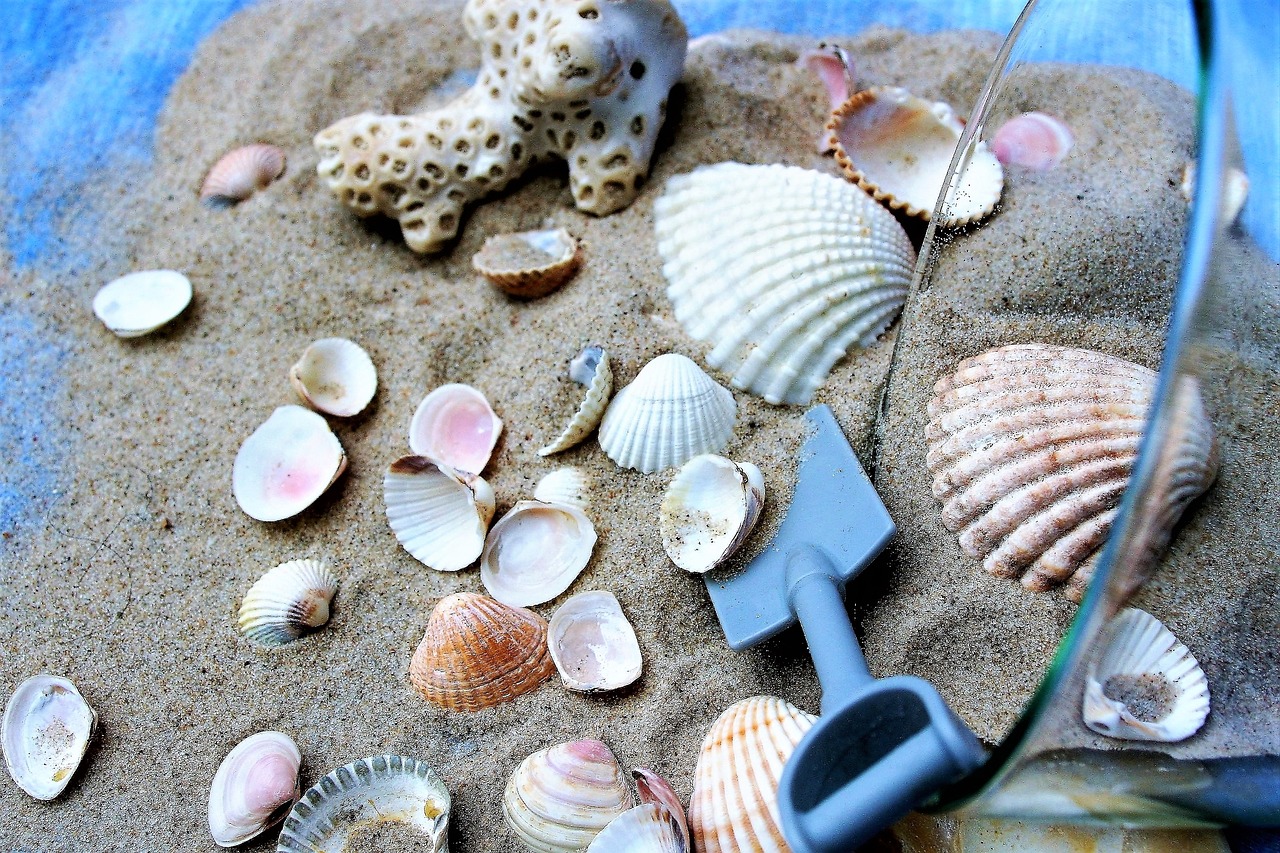 cup seashell sand free photo