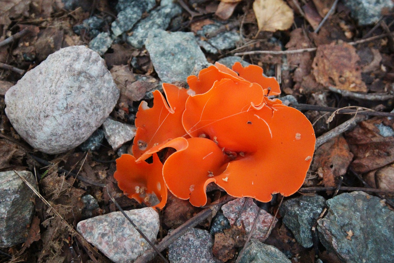cup fungus nature late summer free photo