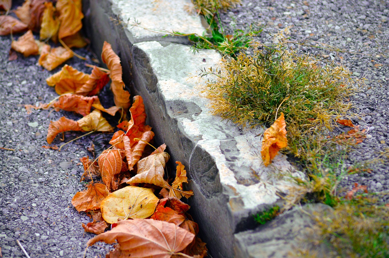 curb  roadside  leaves free photo