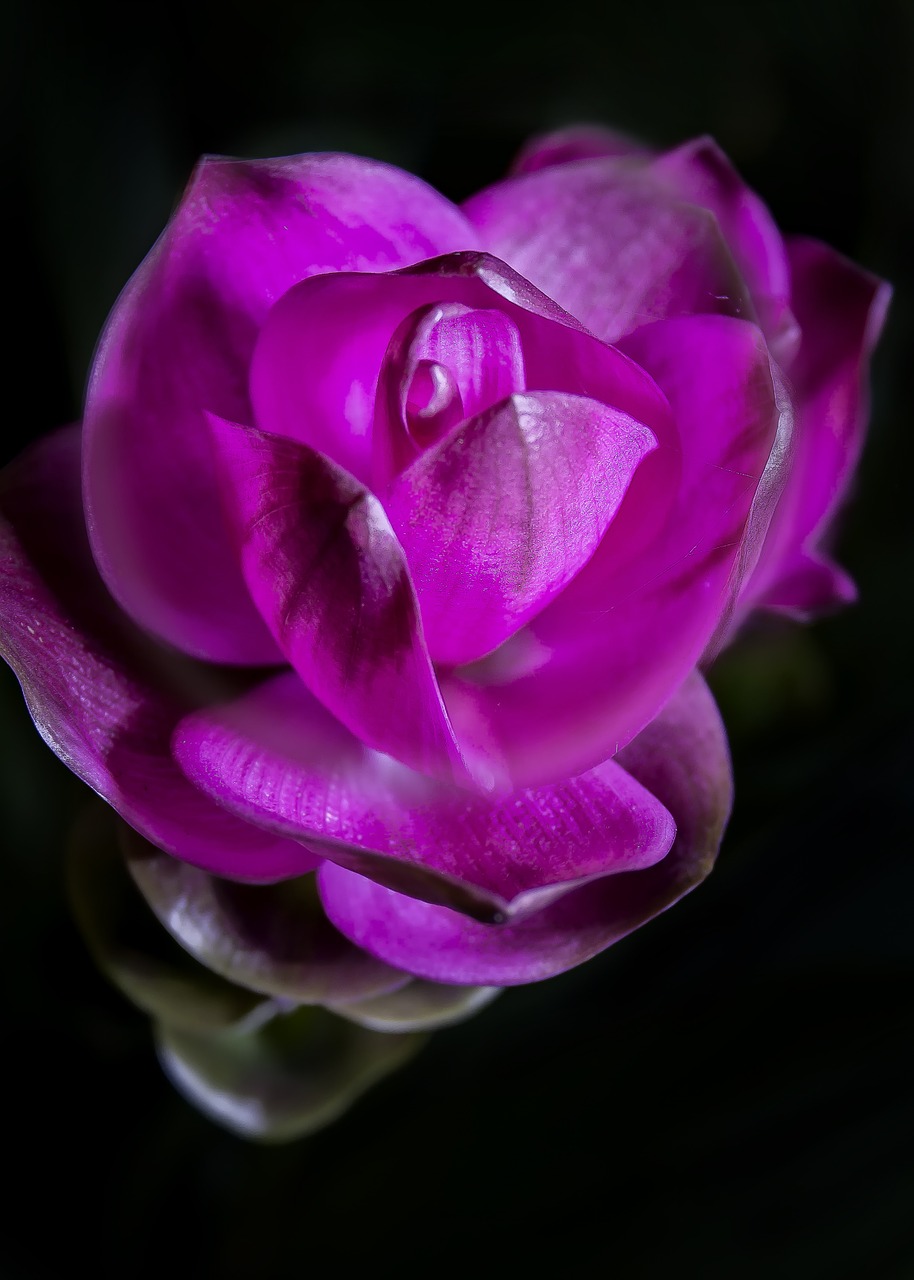 curcuma violet blossom free photo