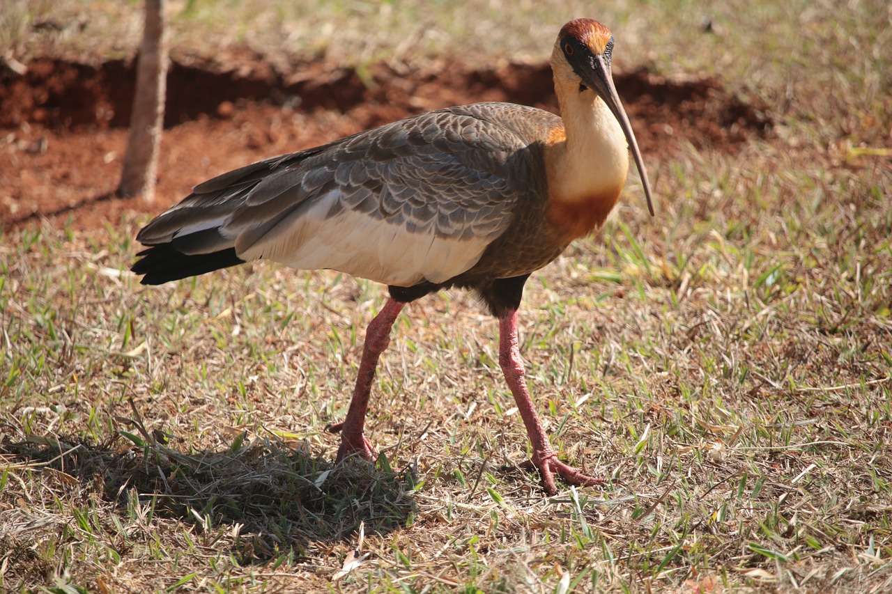 curicaca  theristicus caudatus  bird free photo