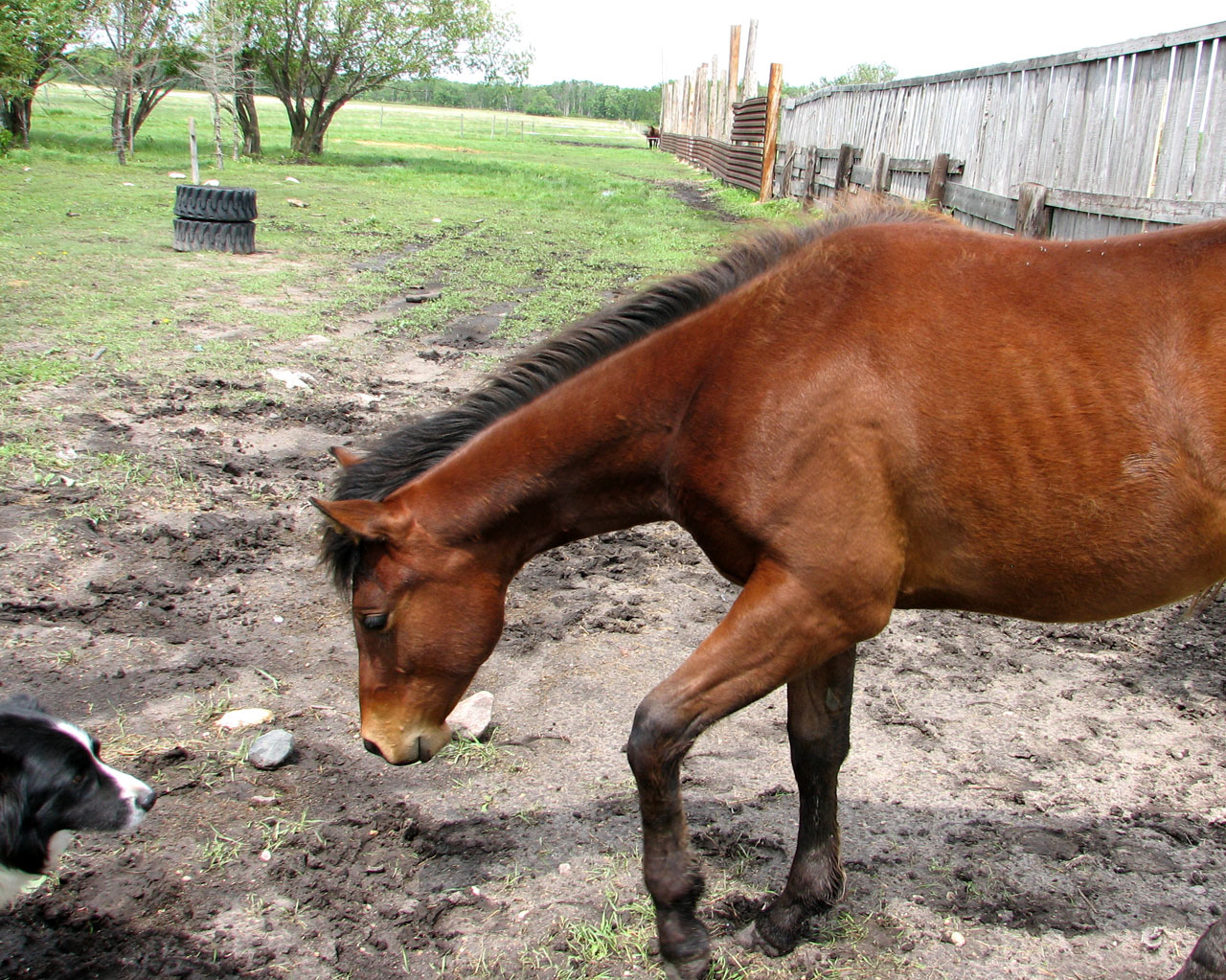 horse dog canine free photo