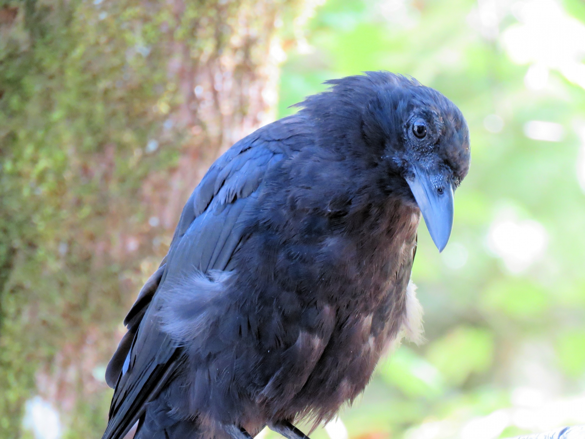 curious crow closeup free photo