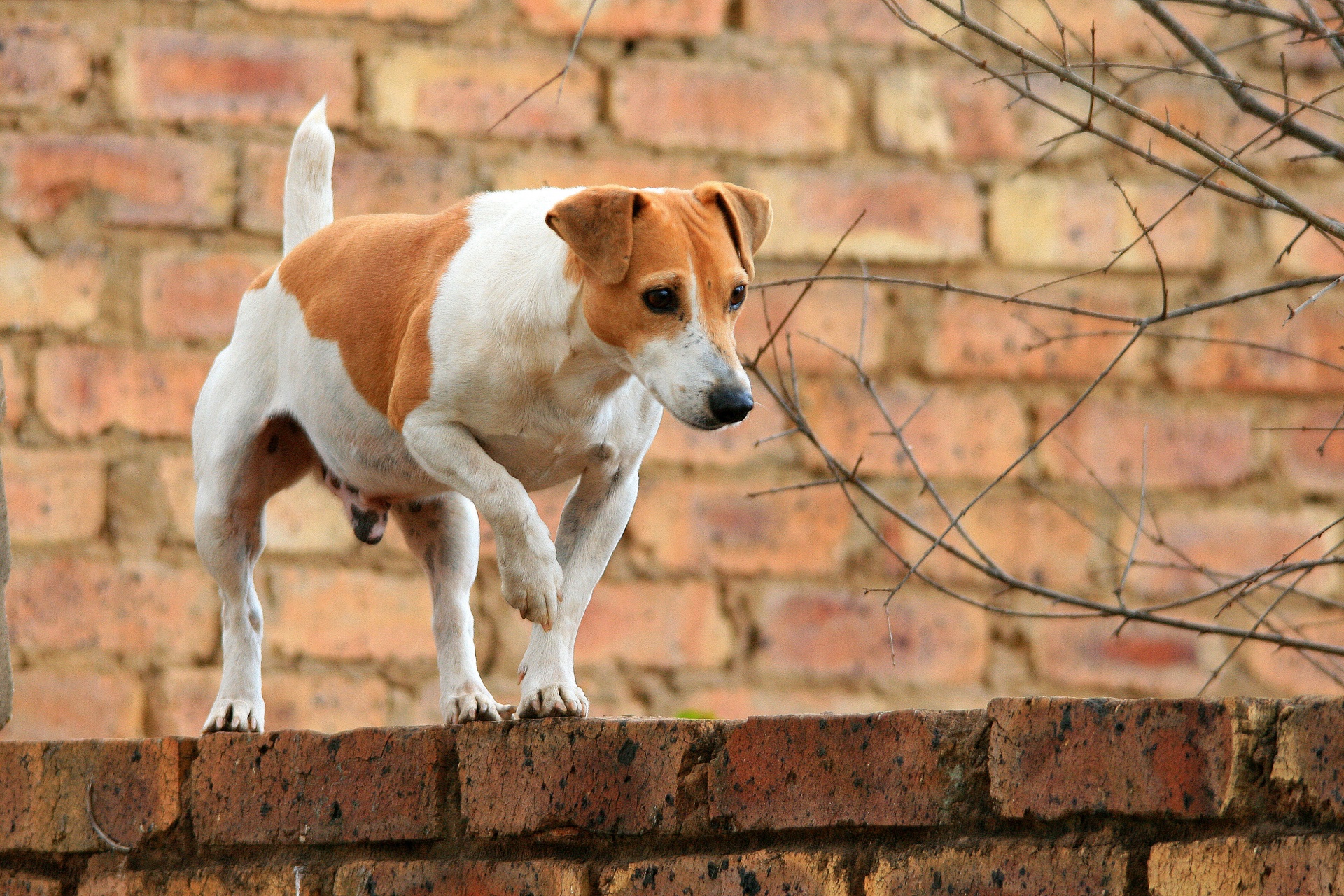 dog tan white free photo