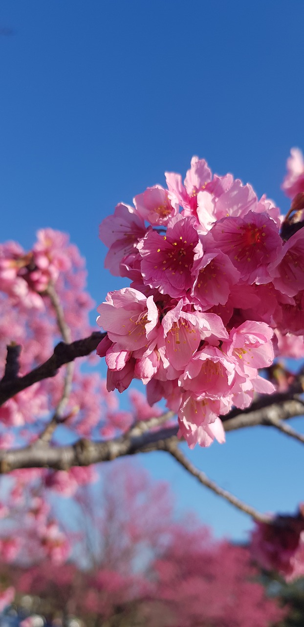 curitiba  sakura  sky free photo