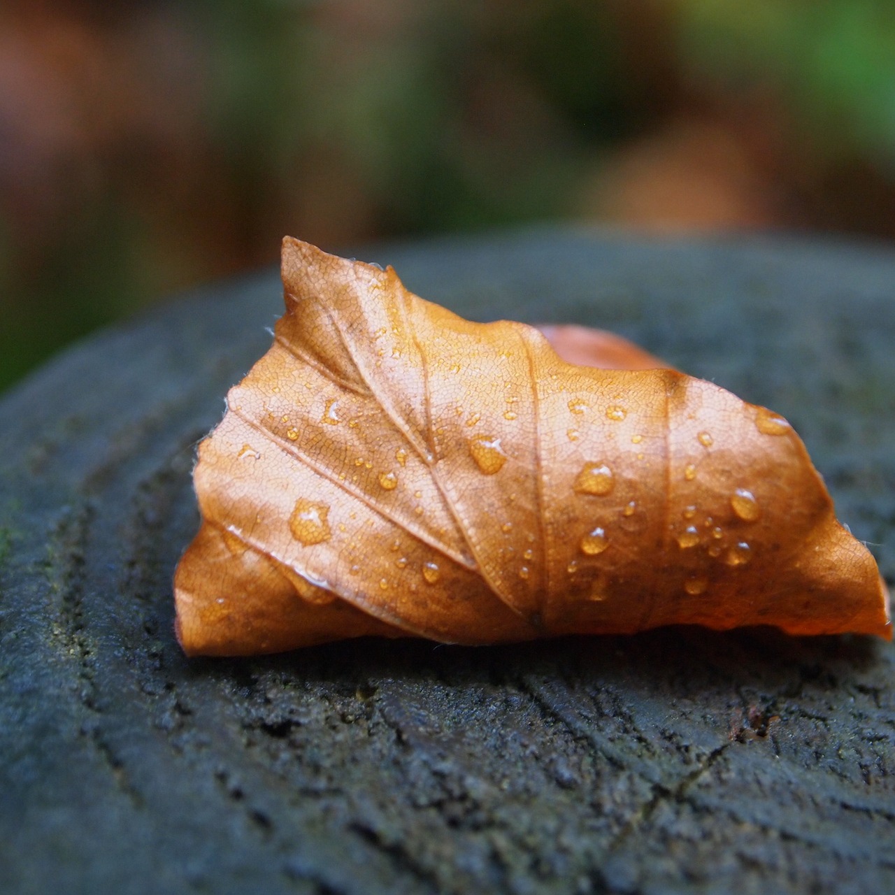 curled drops sheet free photo