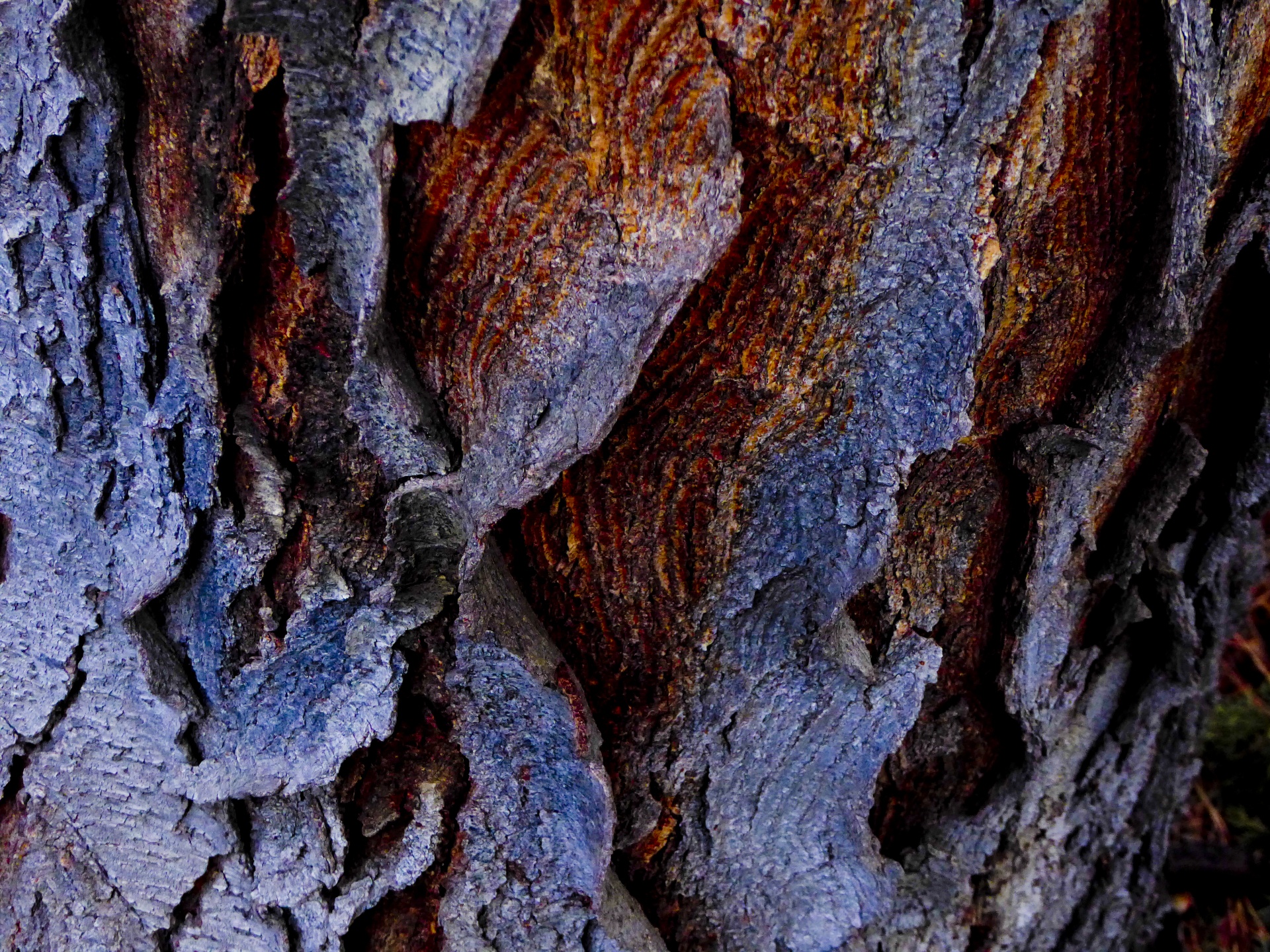 background bark curled free photo