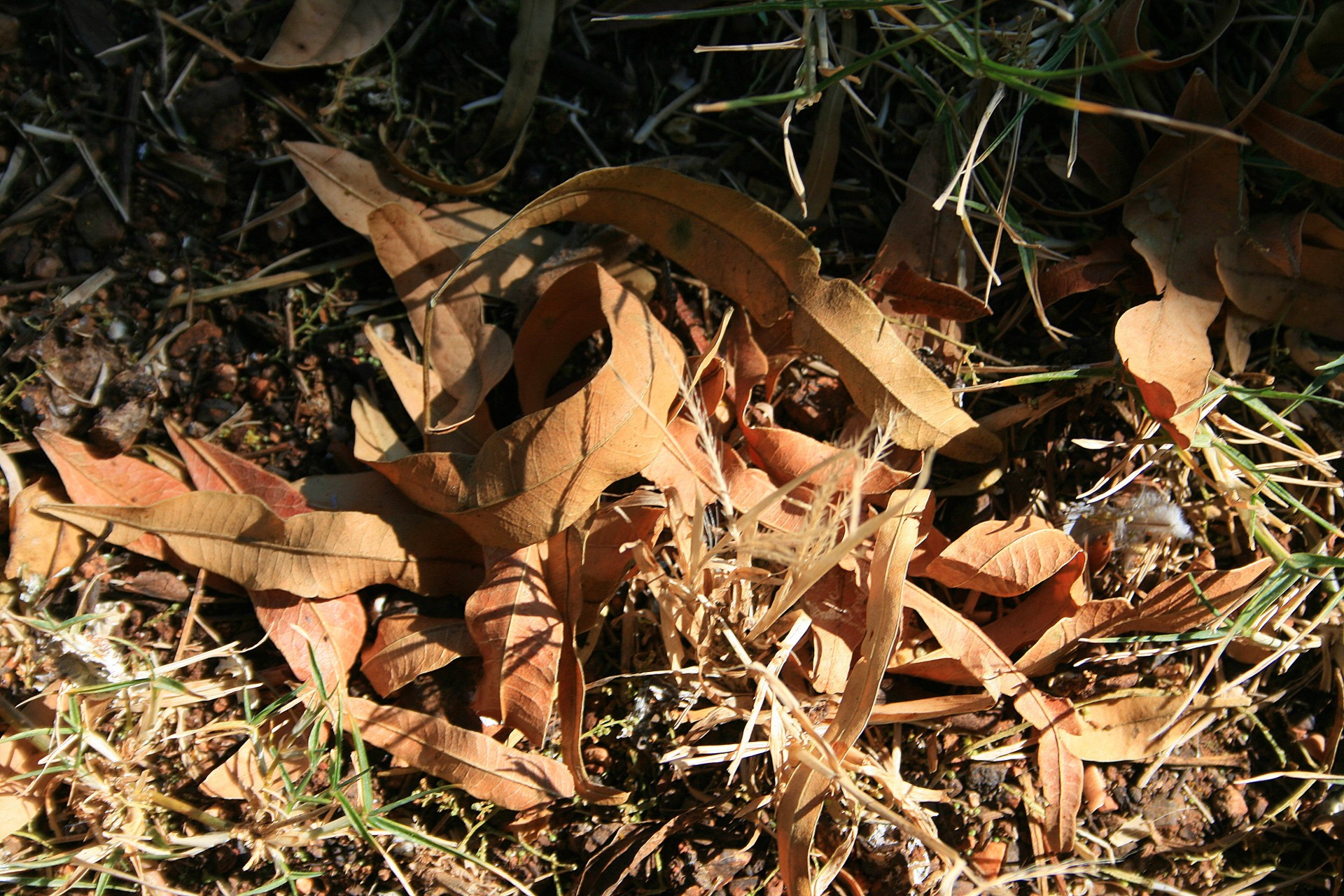 leaves dry brown free photo