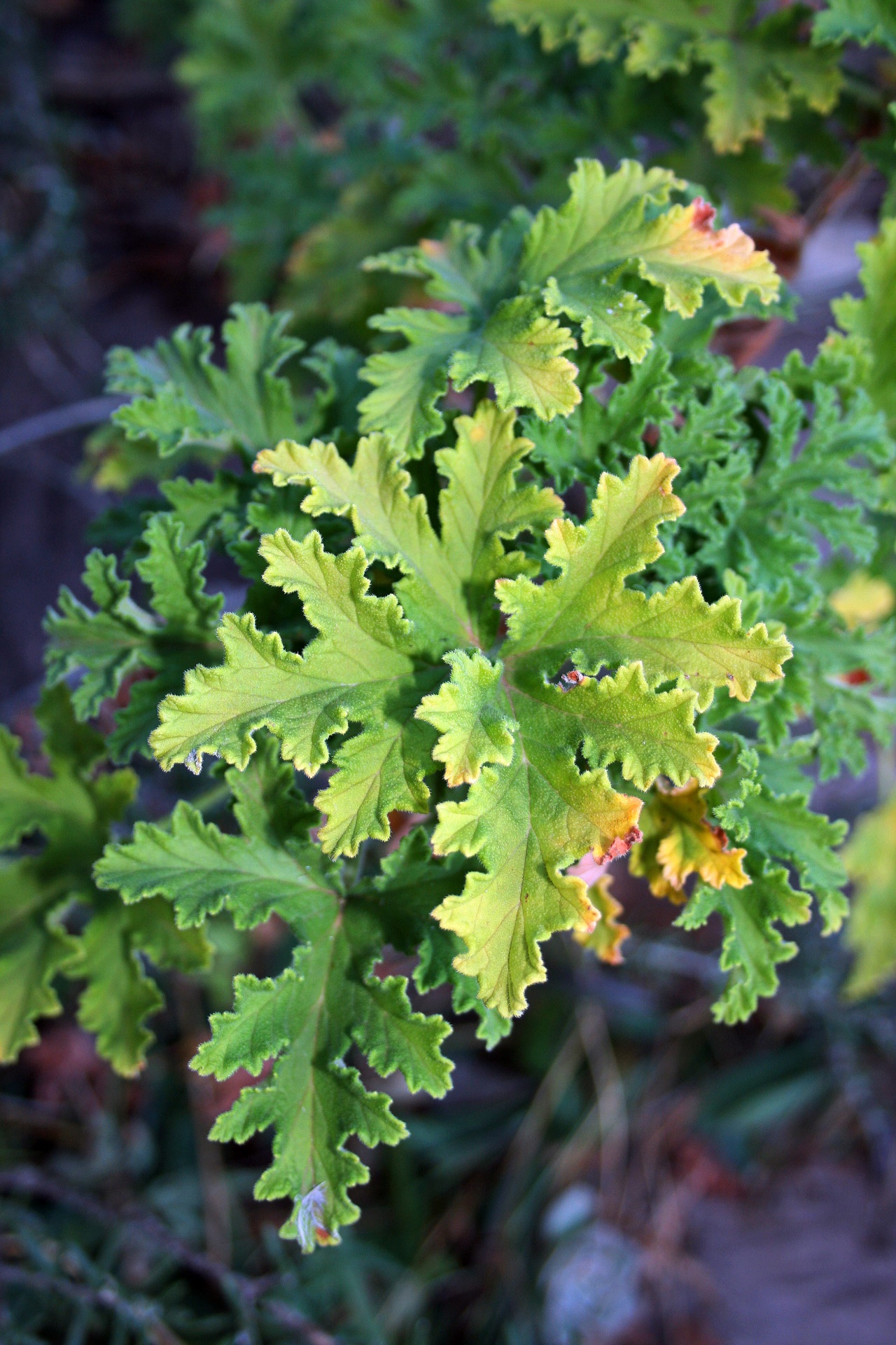 leaves scalloped curled free photo