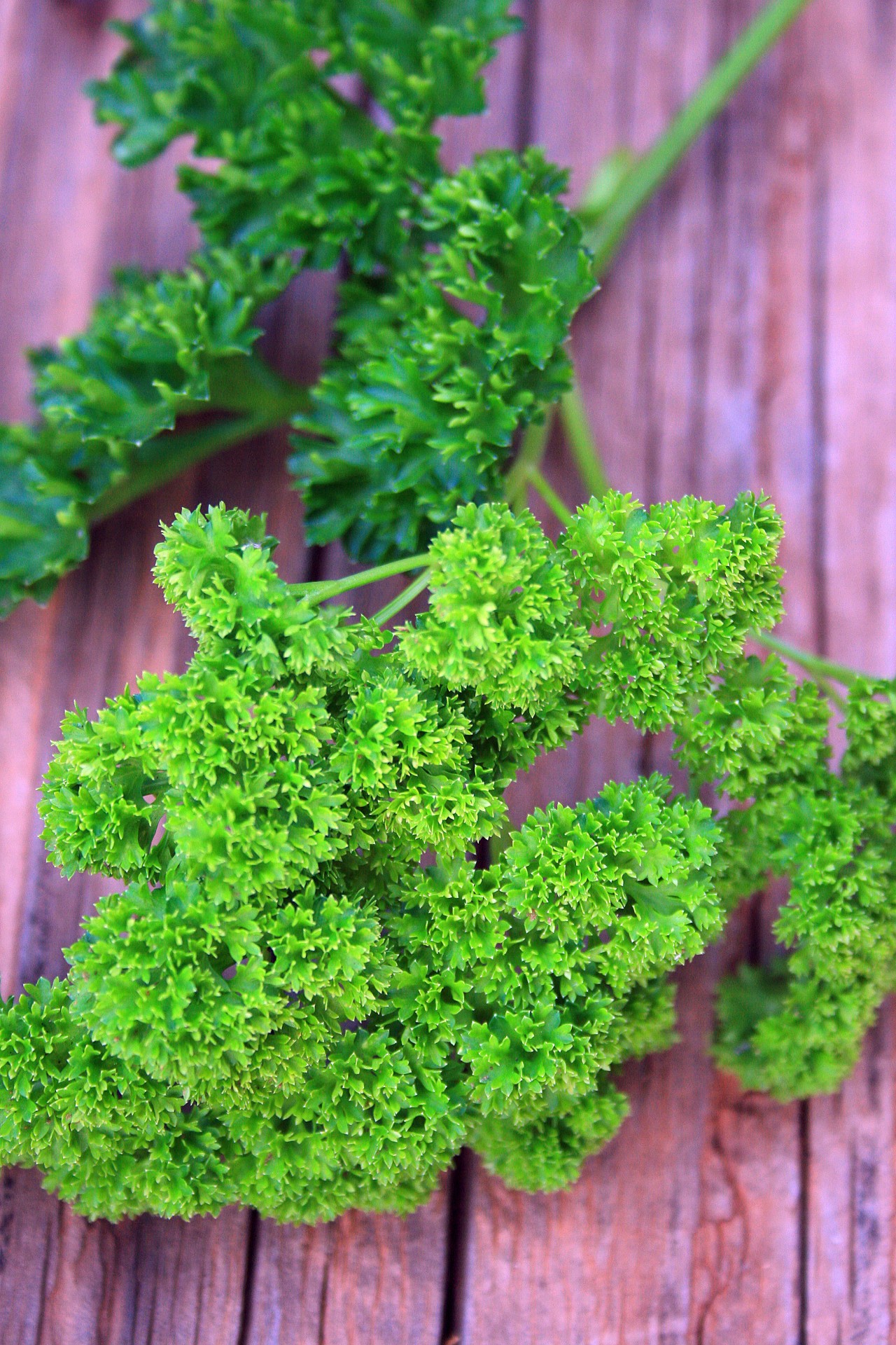parsley leaf green free photo