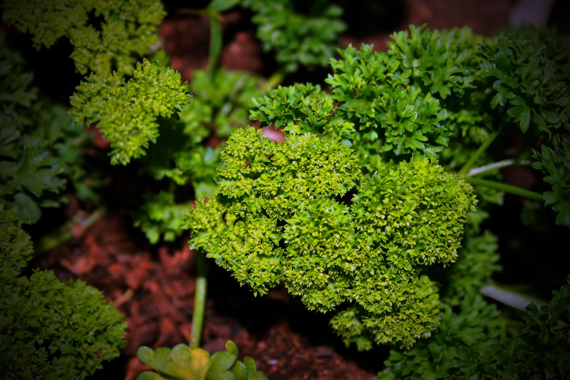 garden herb parsley free photo