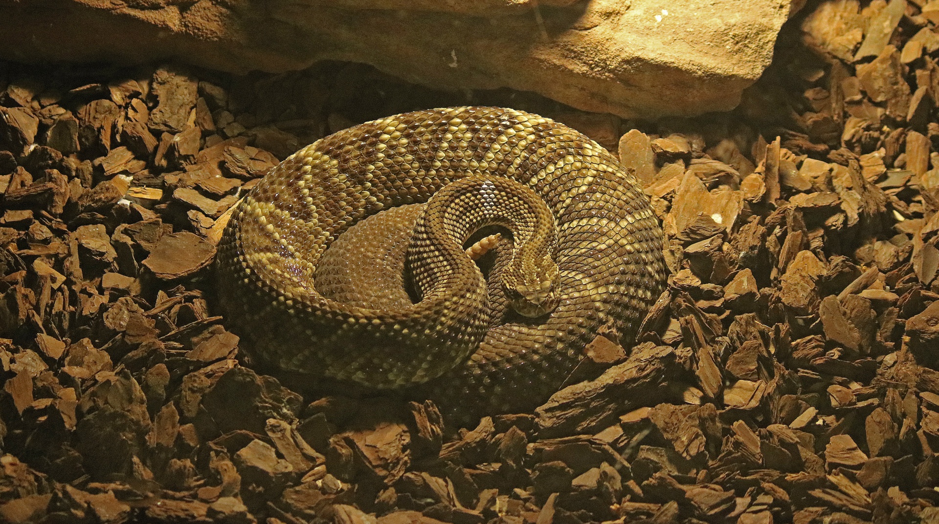 snake reptile brown free photo