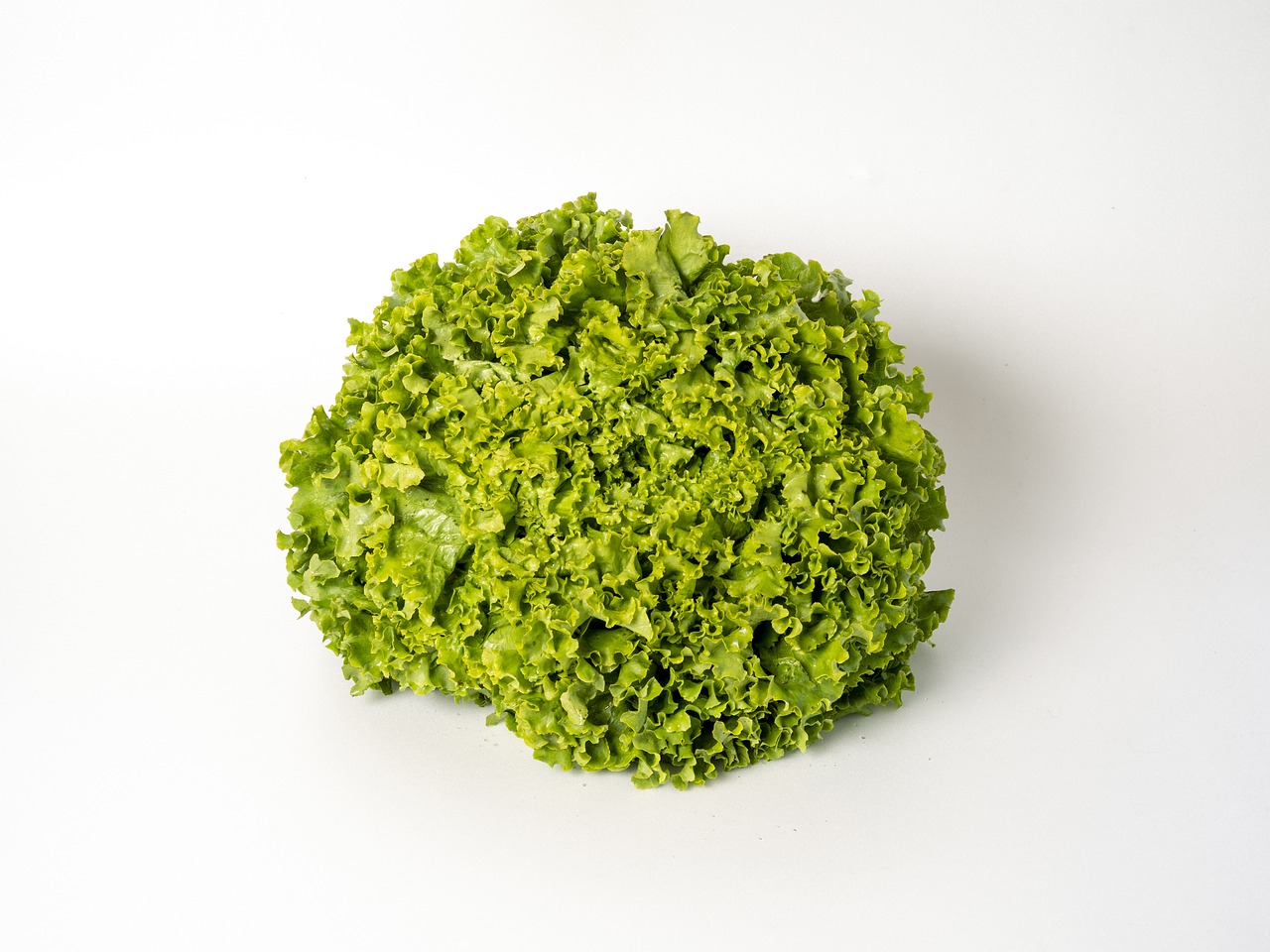 curly  lettuce  healthy free photo