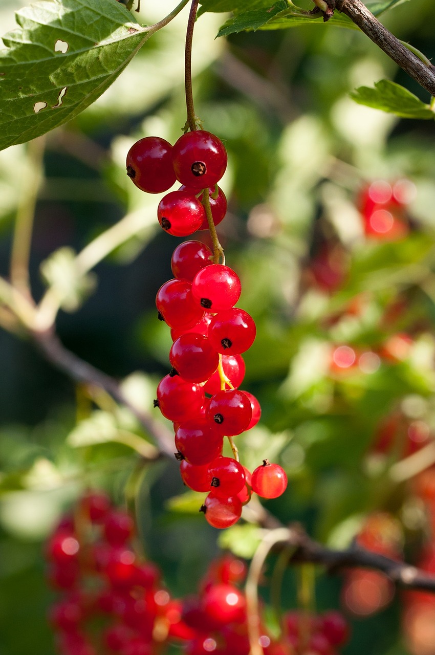 currant red currant soft fruit free photo