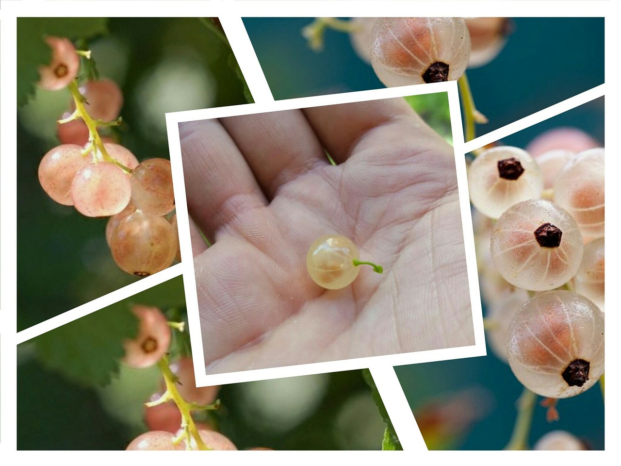 currant nature beads free photo