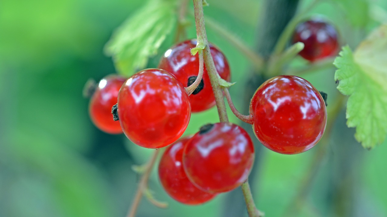 currant fruit berries free photo