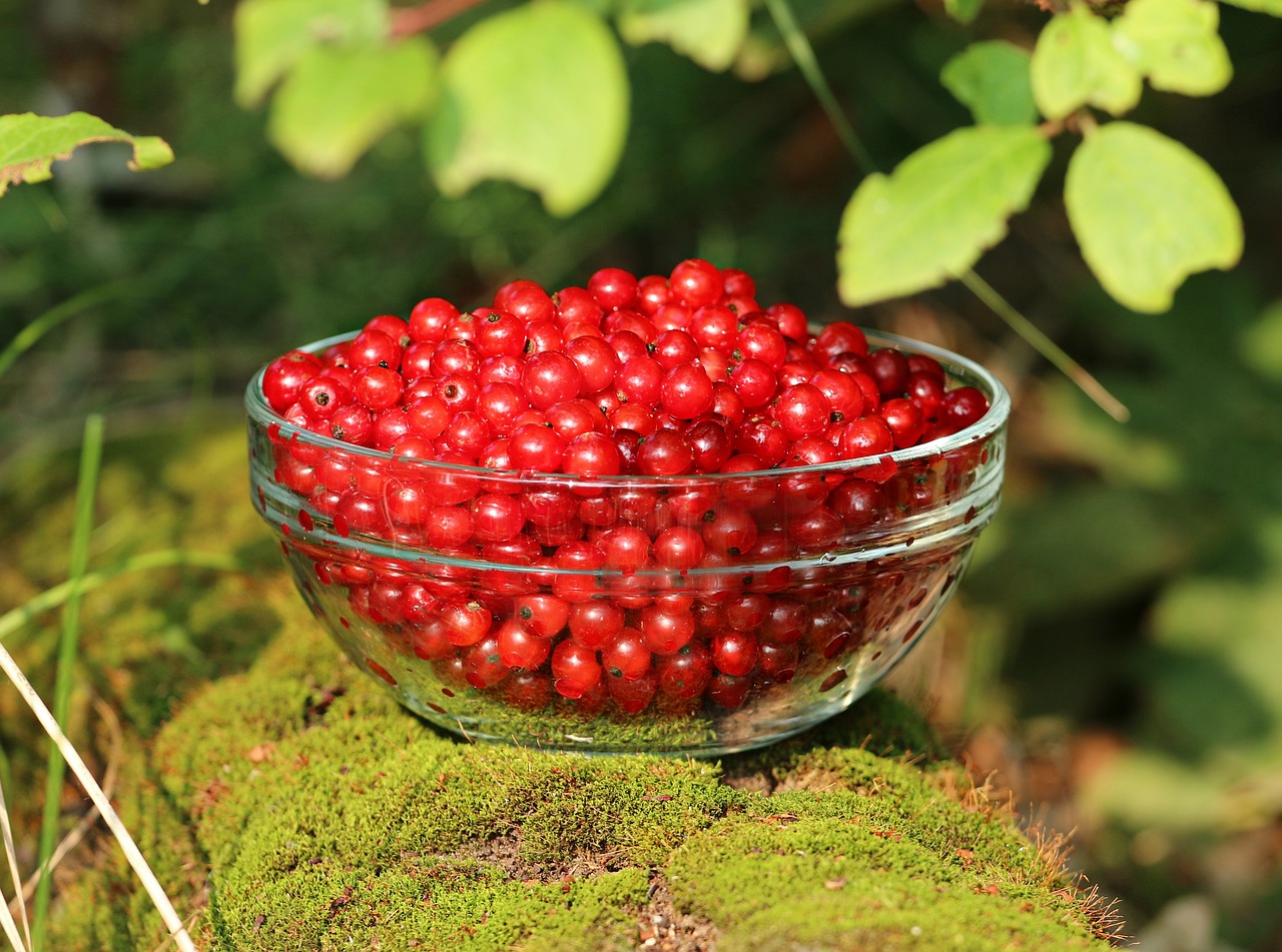 currant moss forest free photo