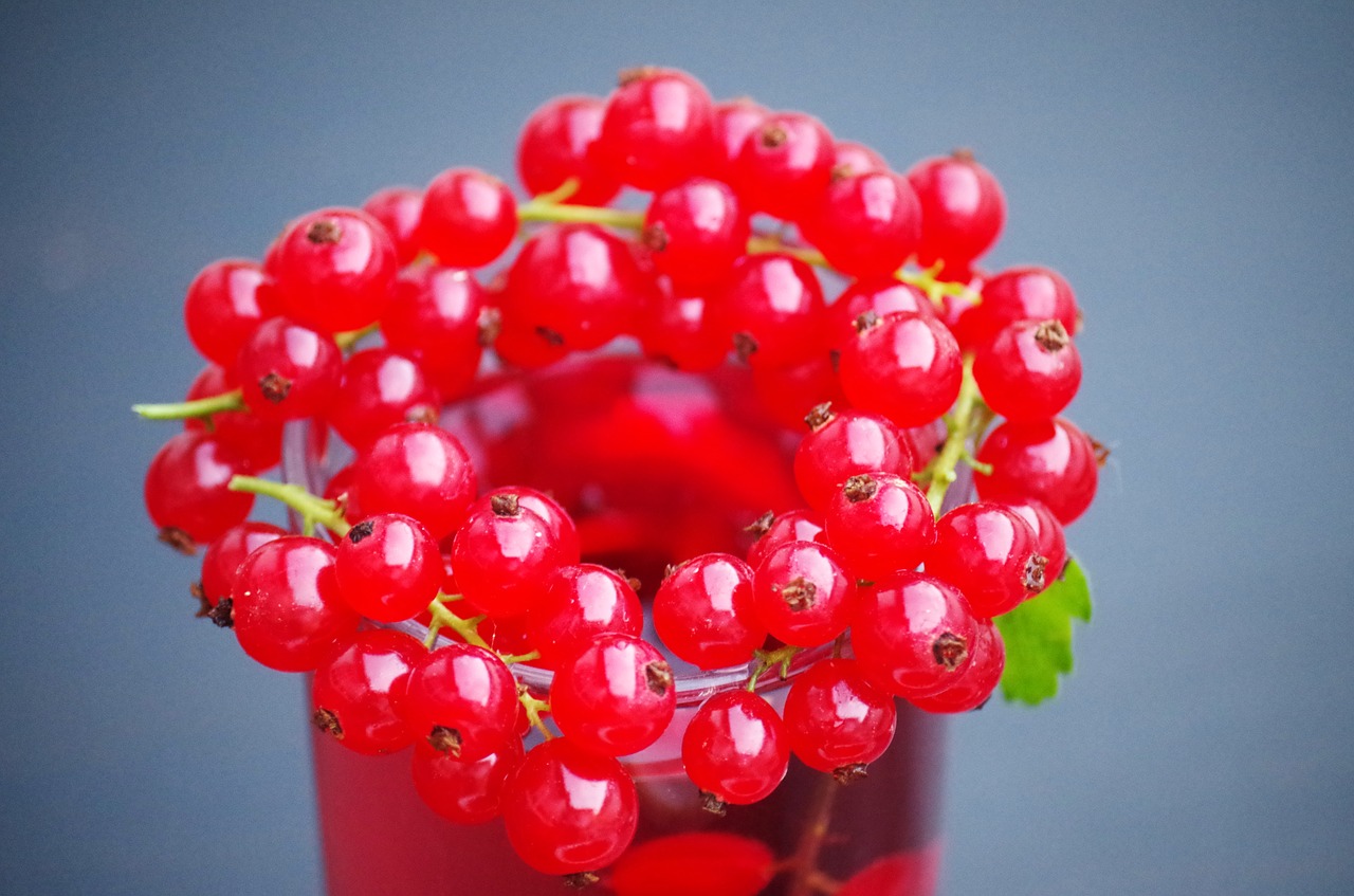 currant fruit health free photo