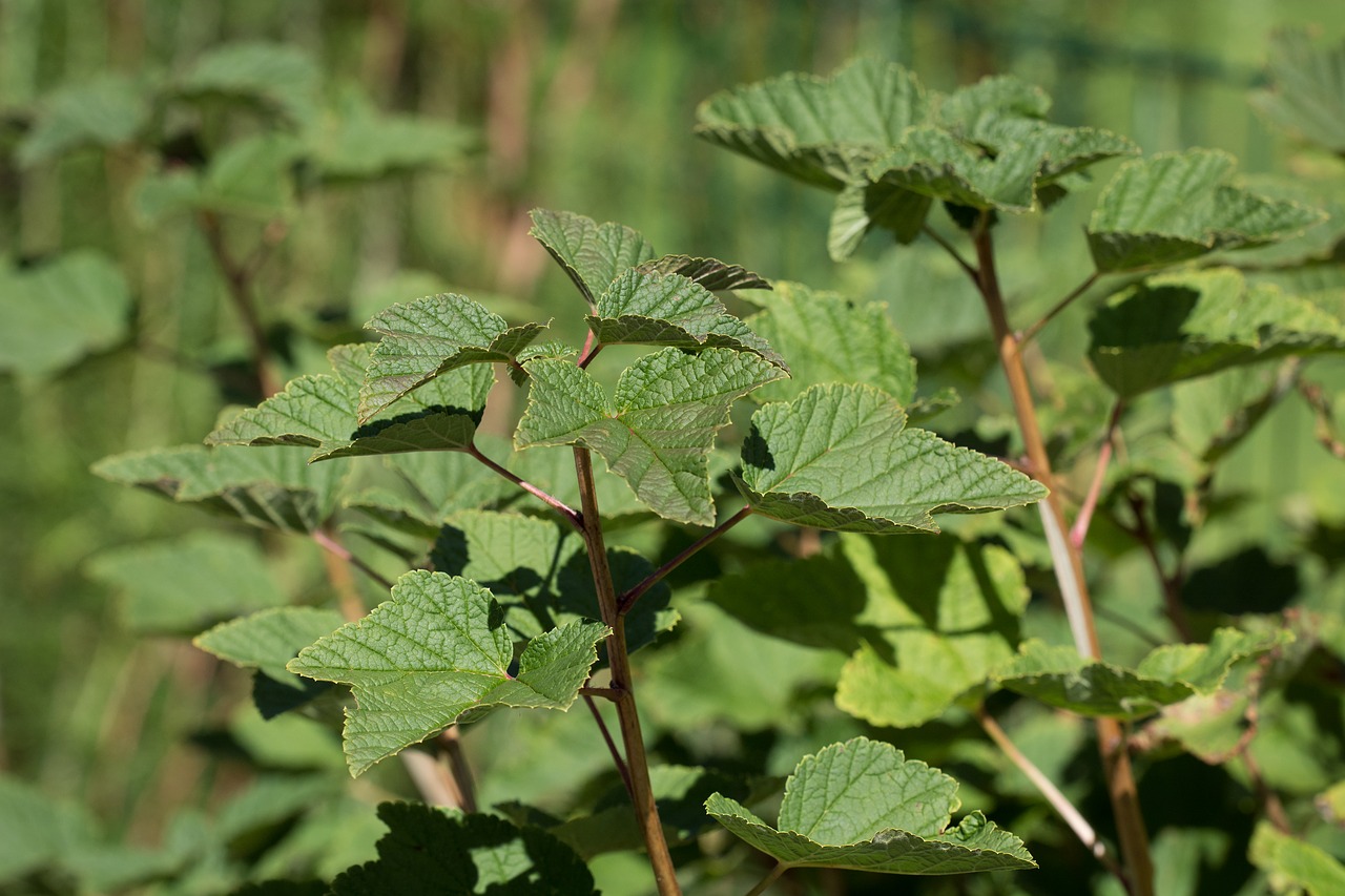 currant currant leaves leaves free photo