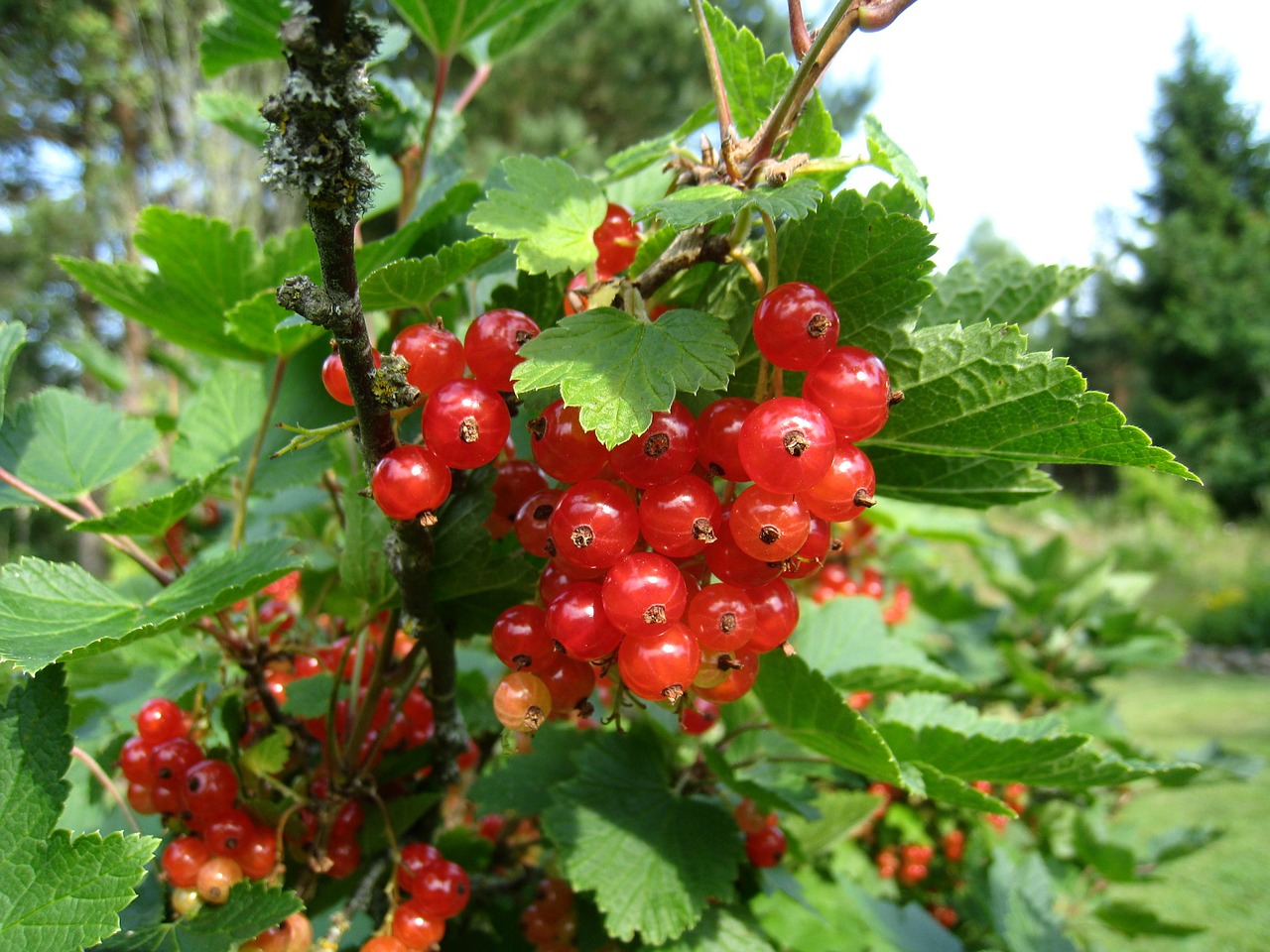 currant red bush free photo