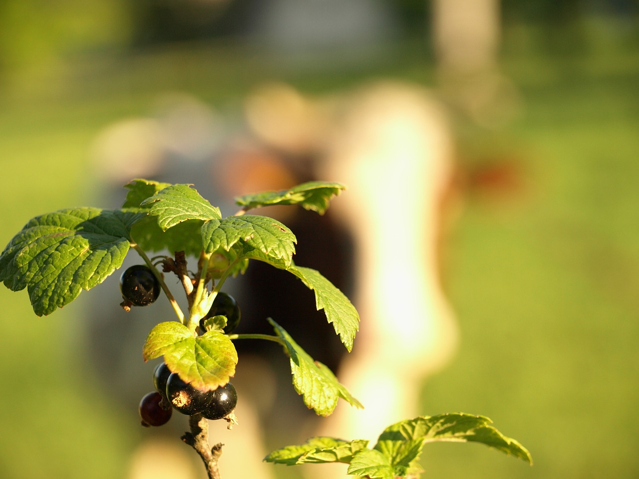 currant nature fruit free photo