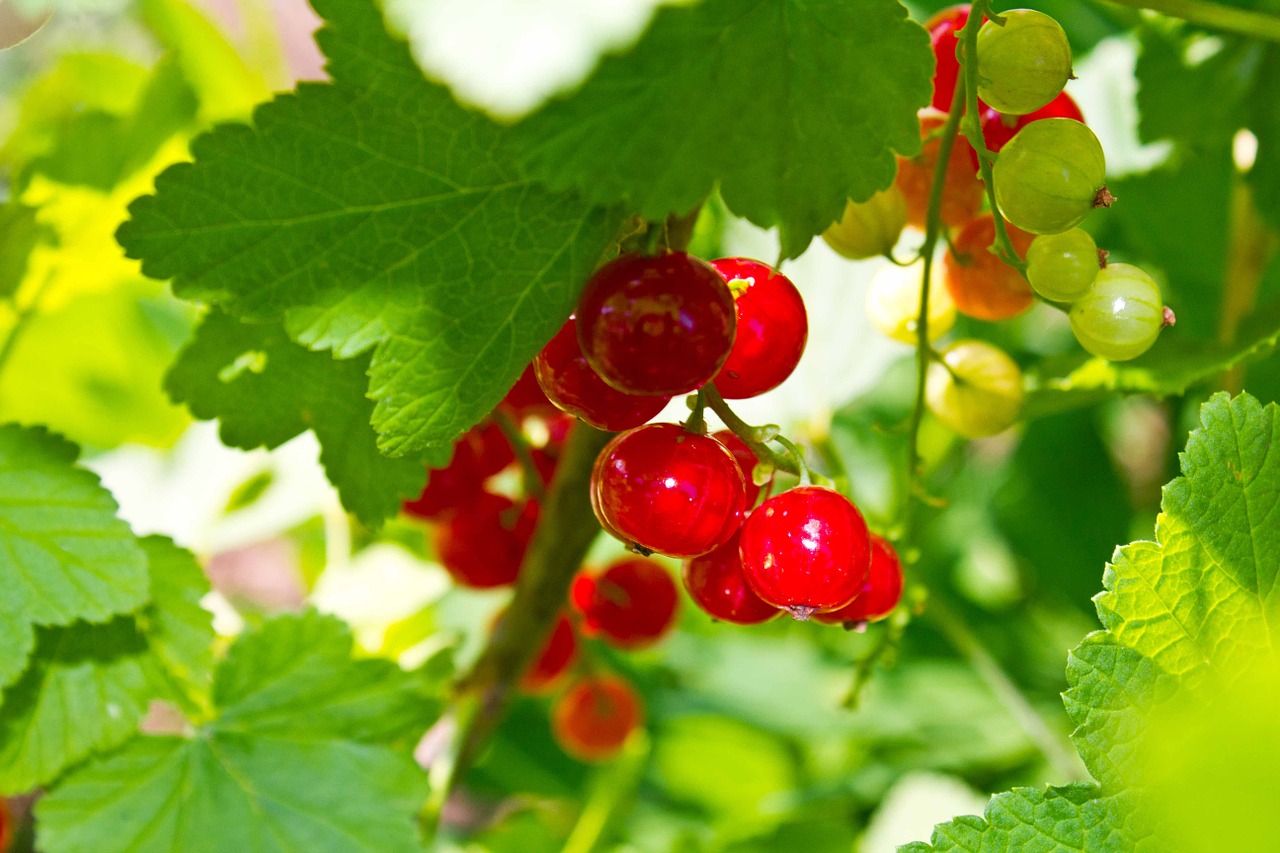 currant berry red free photo