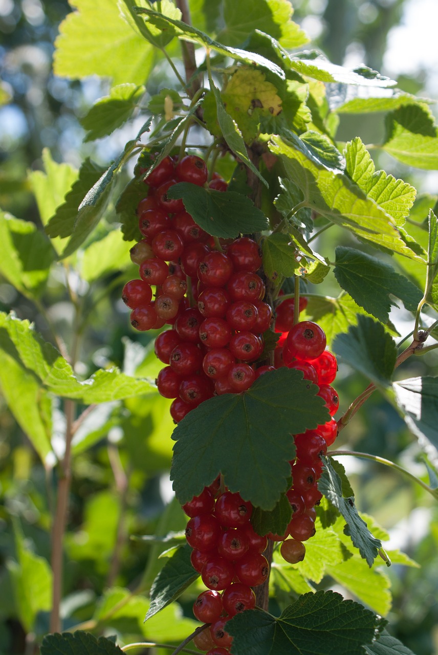 currant fruit red currant free photo